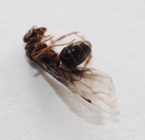 Réf. 228 904 : Lasius sp.